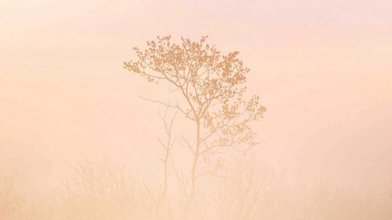 Природа в бежевых тонах