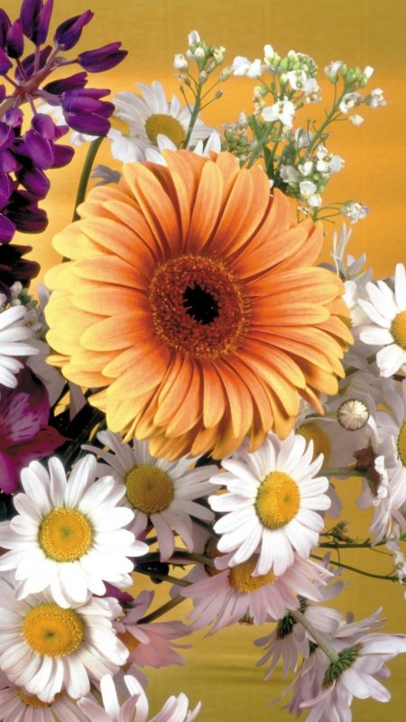 Цветные ромашки