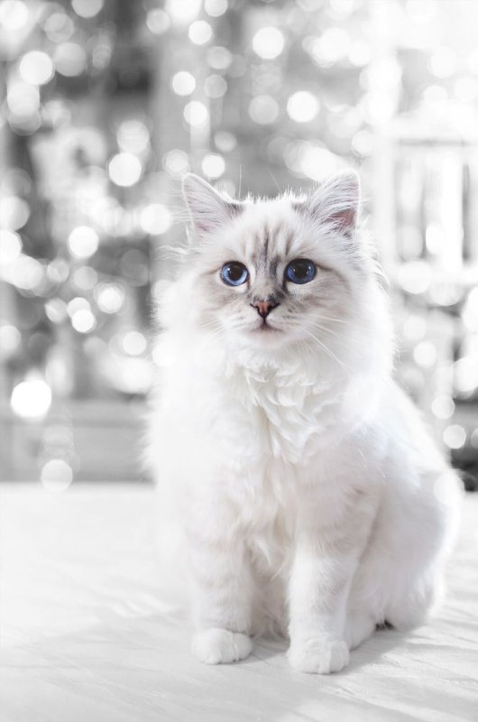 Кошка Карла Лагерфельда