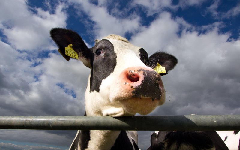 Довольная корова