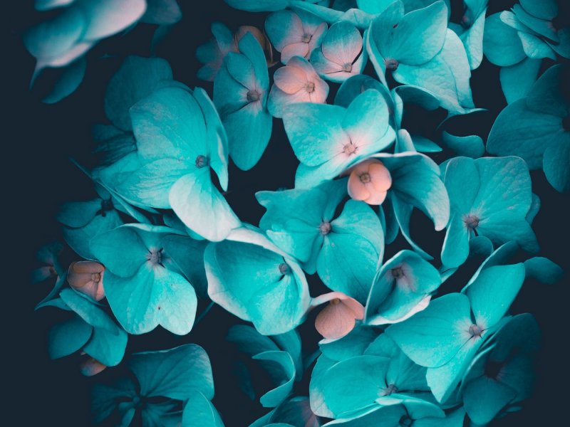 Аквамарин для гортензий