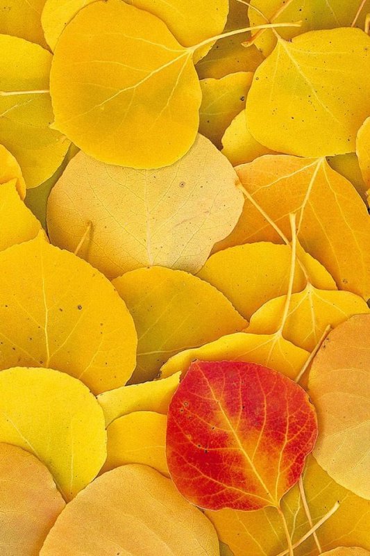 Обои на телефон осень