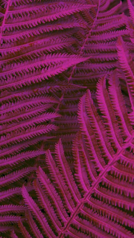 Фиолетовый папоротник обои