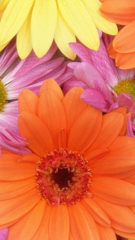 Герберы цветы