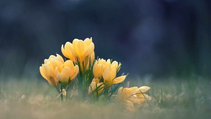 Подснежники желтые