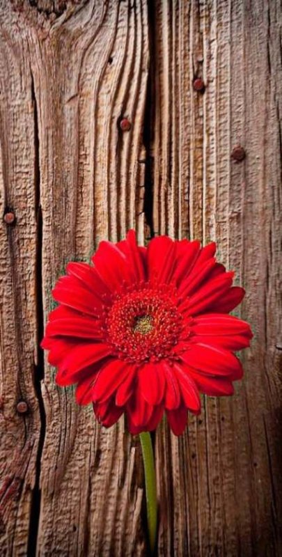 Цветы на деревянной доске