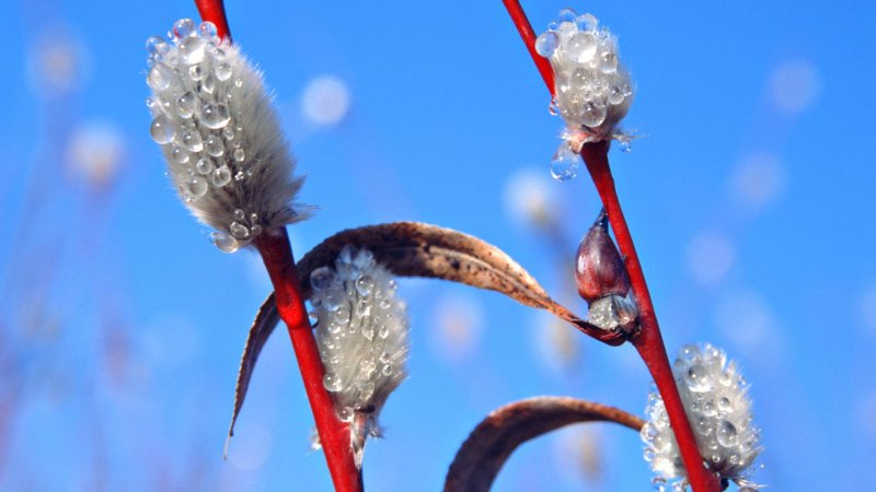Весна капель