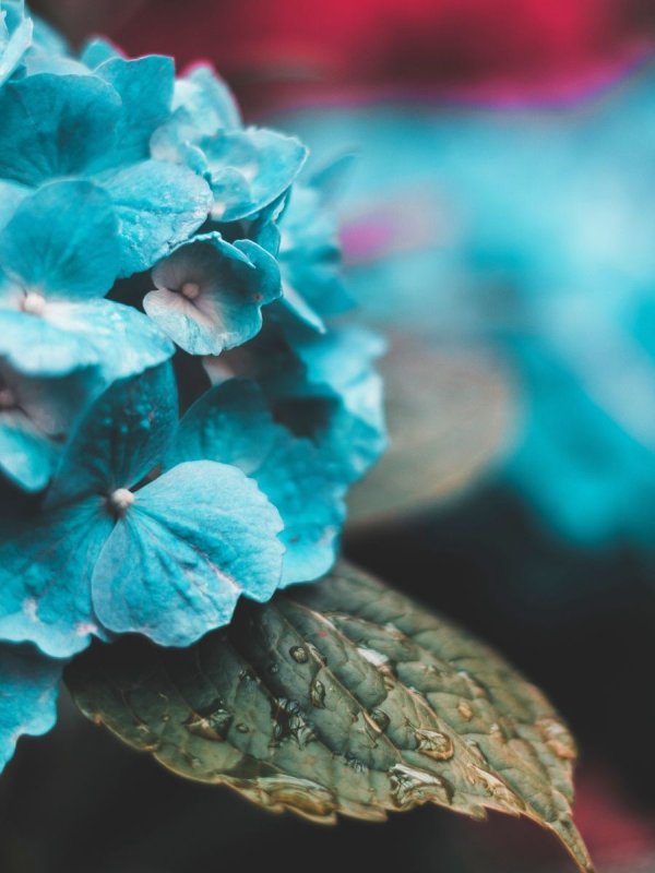 Бирюзовый цвет