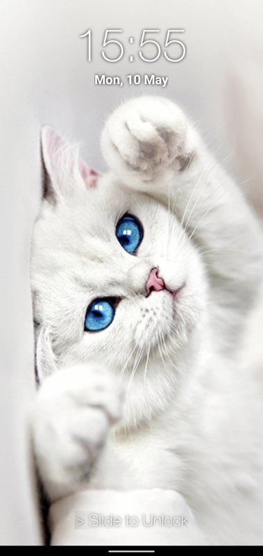 Белая кошка с голубыми глазами