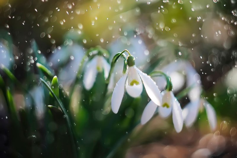 Весенняя капель