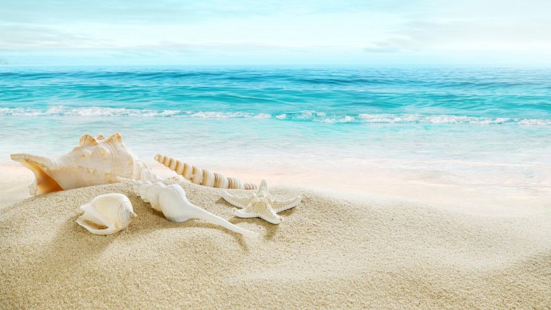 Ракушки на пляже