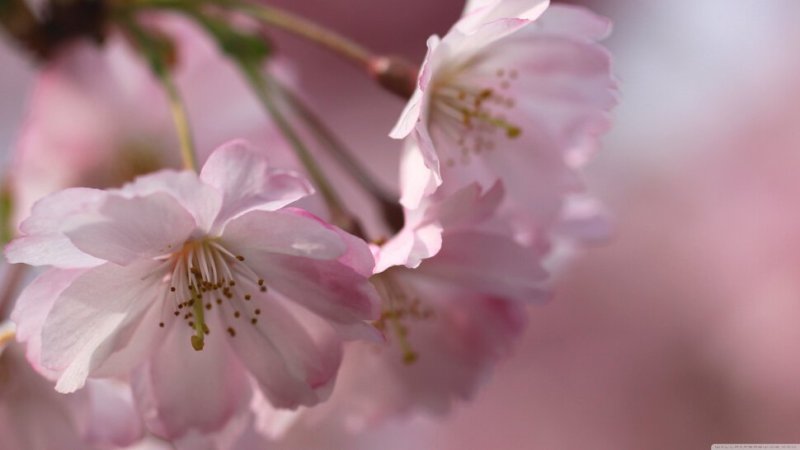 Розовые цветы