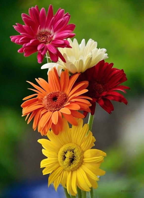 Цветочек Гербера