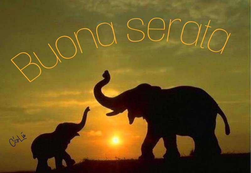 Слоны на закате