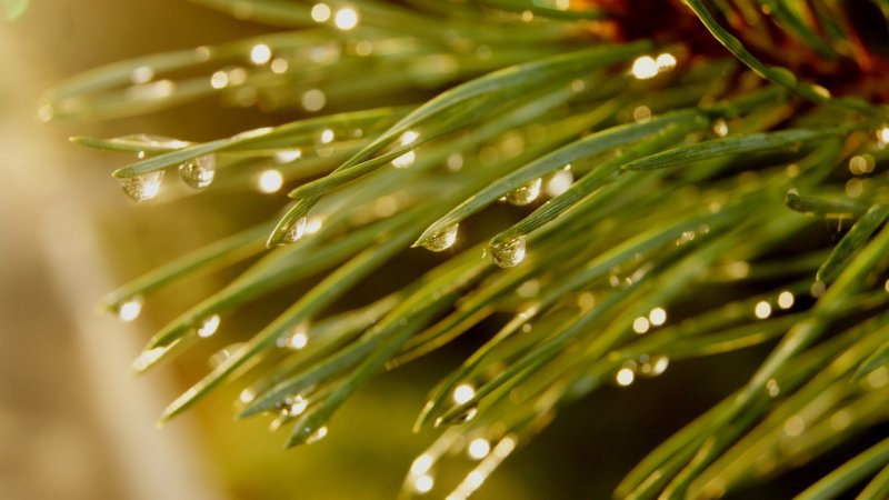 Ранняя Весна капель