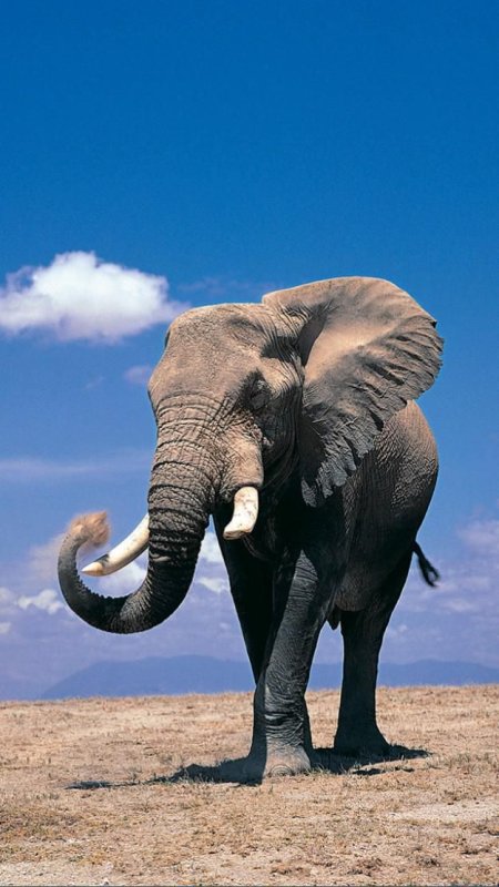 Изображение слона