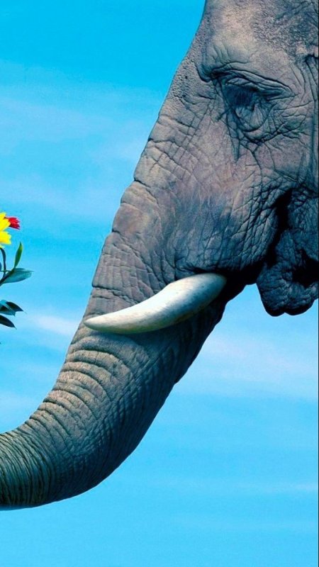 Слон заставка