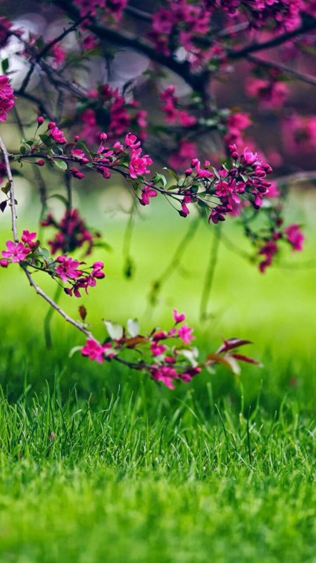 Весенние цветы