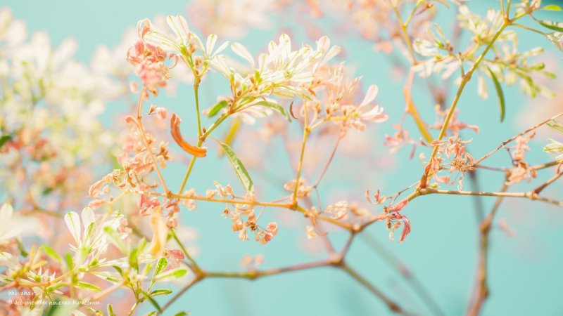 Природа в пастельных тонах