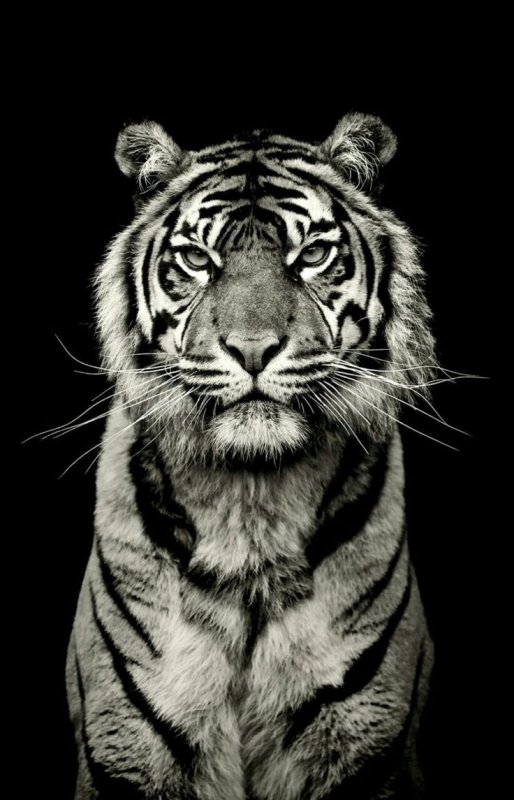 Тигр черно белый
