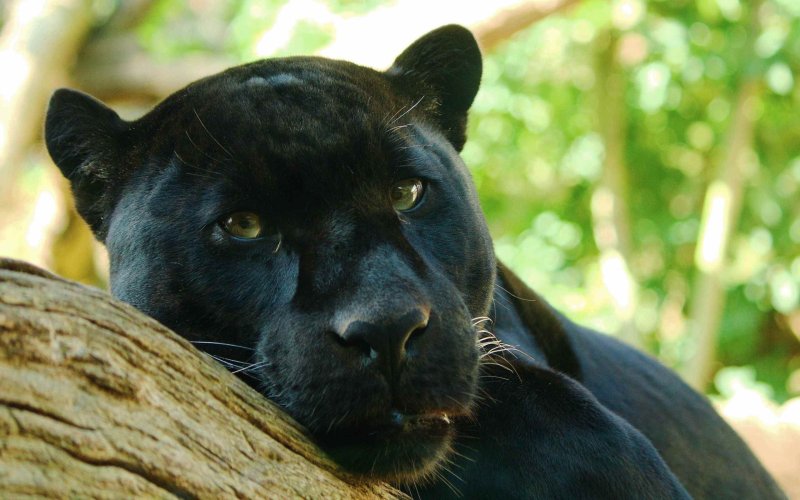 Пума и пантера