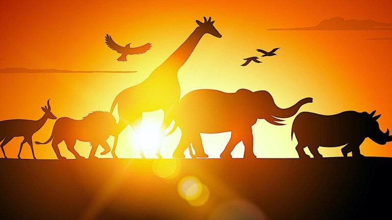 Программа в мире животных