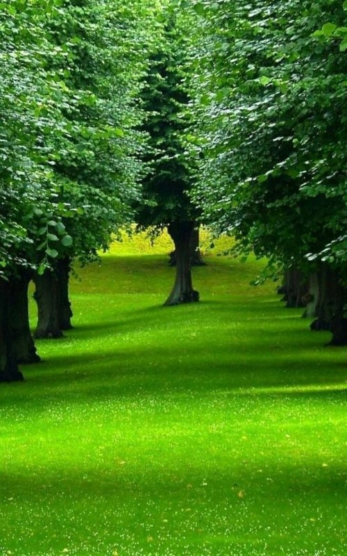 Красивая зелень