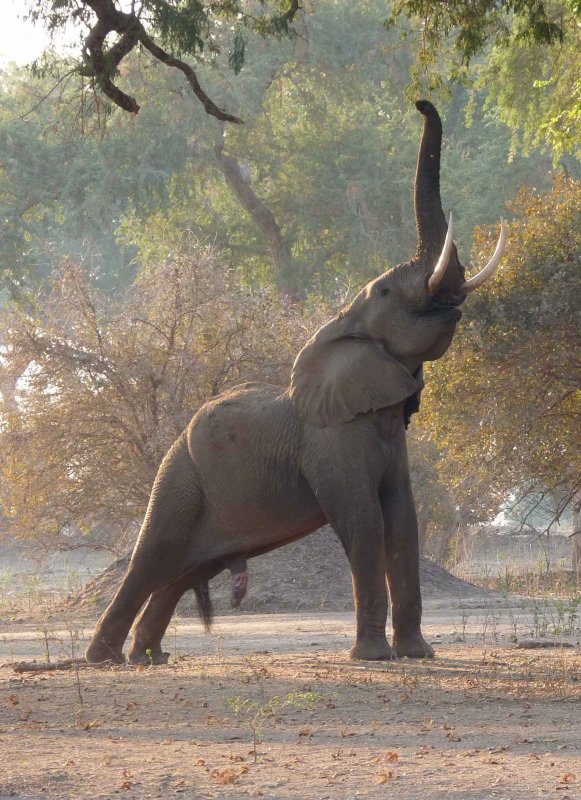 Слон трубит трубит трубит трубит