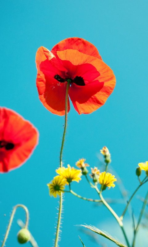 Красивые маки