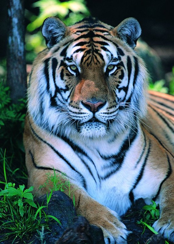 Красивый тигр