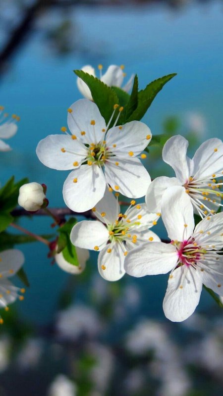 Цветущая вишня