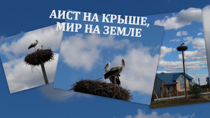 Аист на крыше фон