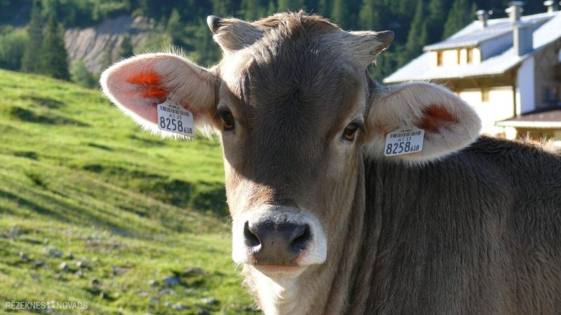 Корова на рабочий стол