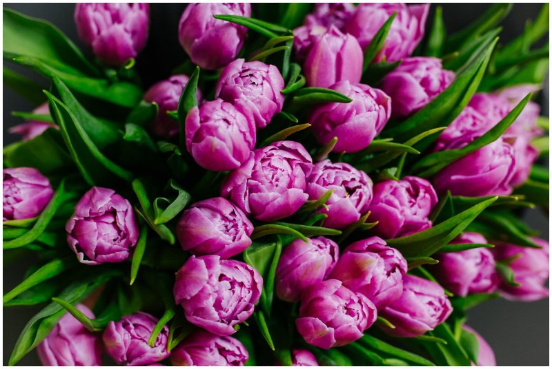 Пионовидных тюльпанов