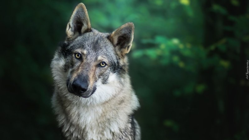 Чехословацкая Волчья собака