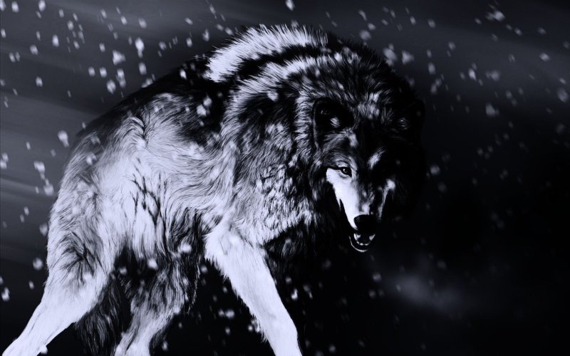 Черный волк на рабочий стол