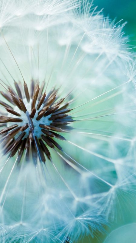 Красивые обои на телефон