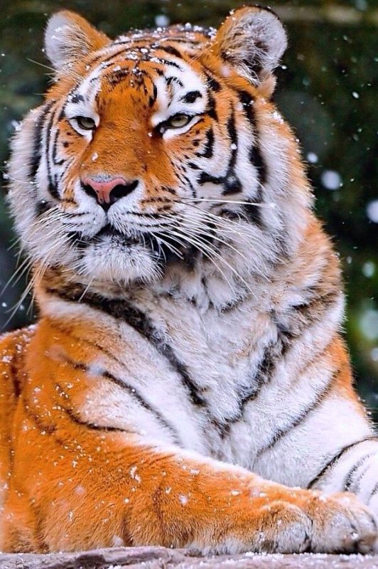 Красивый тигр