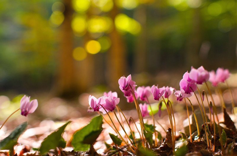 Весна цикламены