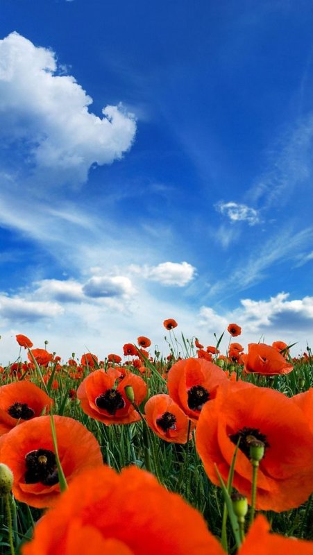 Летние цветы маки