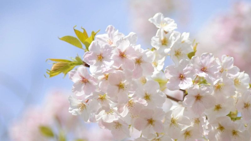 Цветущая яблоня