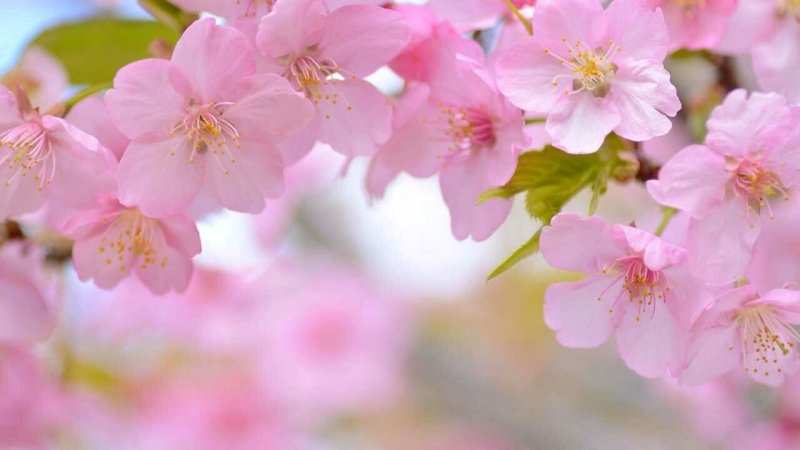 Весна Сакура