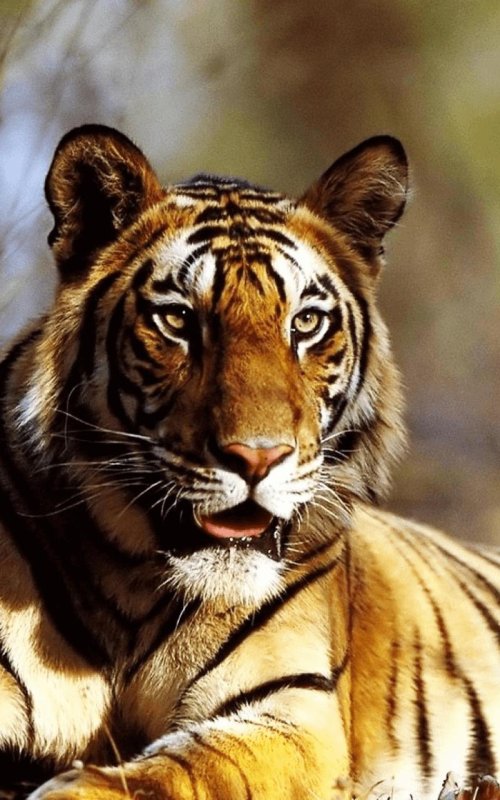 Очень красивый тигр