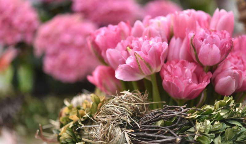 Тюльпан пионовидный розовый