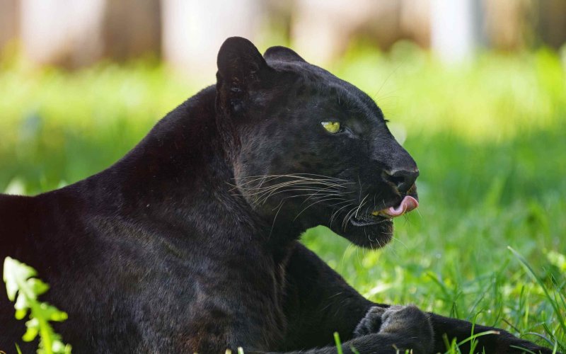 Пантера с желтыми глазами