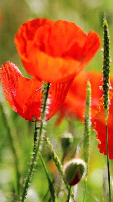 Маки вертикальное