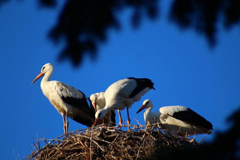 Аисты в Беларуси