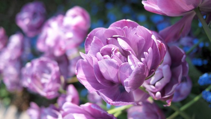 Пионовидные тюльпаны фиолетовые