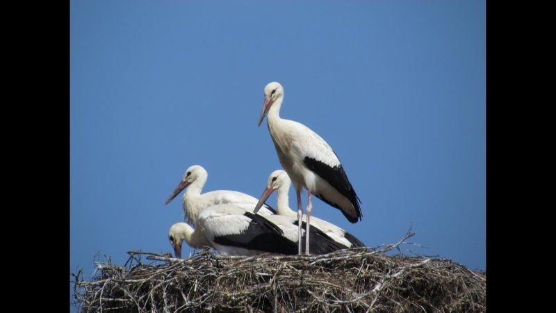 Аисты на крыше