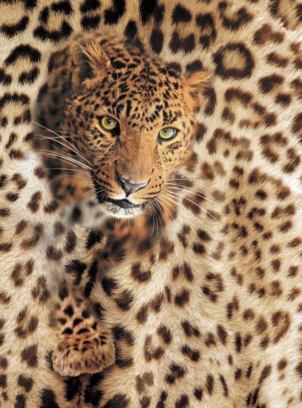 Леопардовый фон